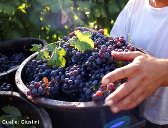 Tenuta Giustini aus Apulien Tenuta Giustini aus Apulien