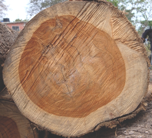 Investieren in den Klimaschutz: Holz bindet langfristig Kohlendioxid. Bild: Life Forestry