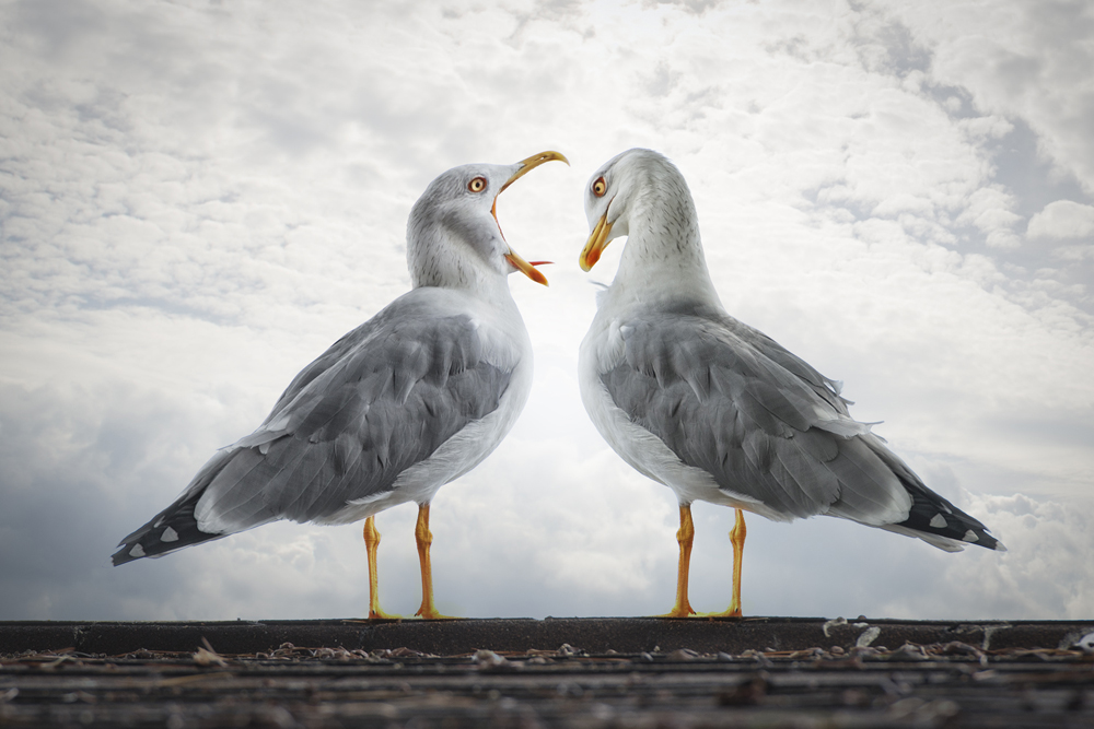 Den Sonderpreis Zingst erhielt der Schweizer John Wilhelm mit seinem Bild?Health Check?.