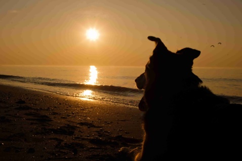 Urlaubsreisen mit Hund