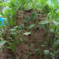  hilfreiches Projekt „Hilfe zur Selbsthilfe“ – Garden in a Sack