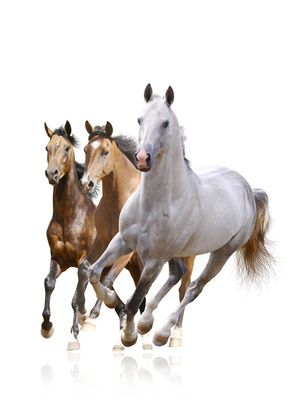 Behandlung der Gelenke und Sehnen beim Pferd Behandlung der Gelenke und Sehnen beim Pferd