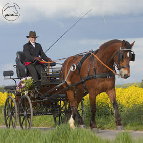 Pferdekutsche