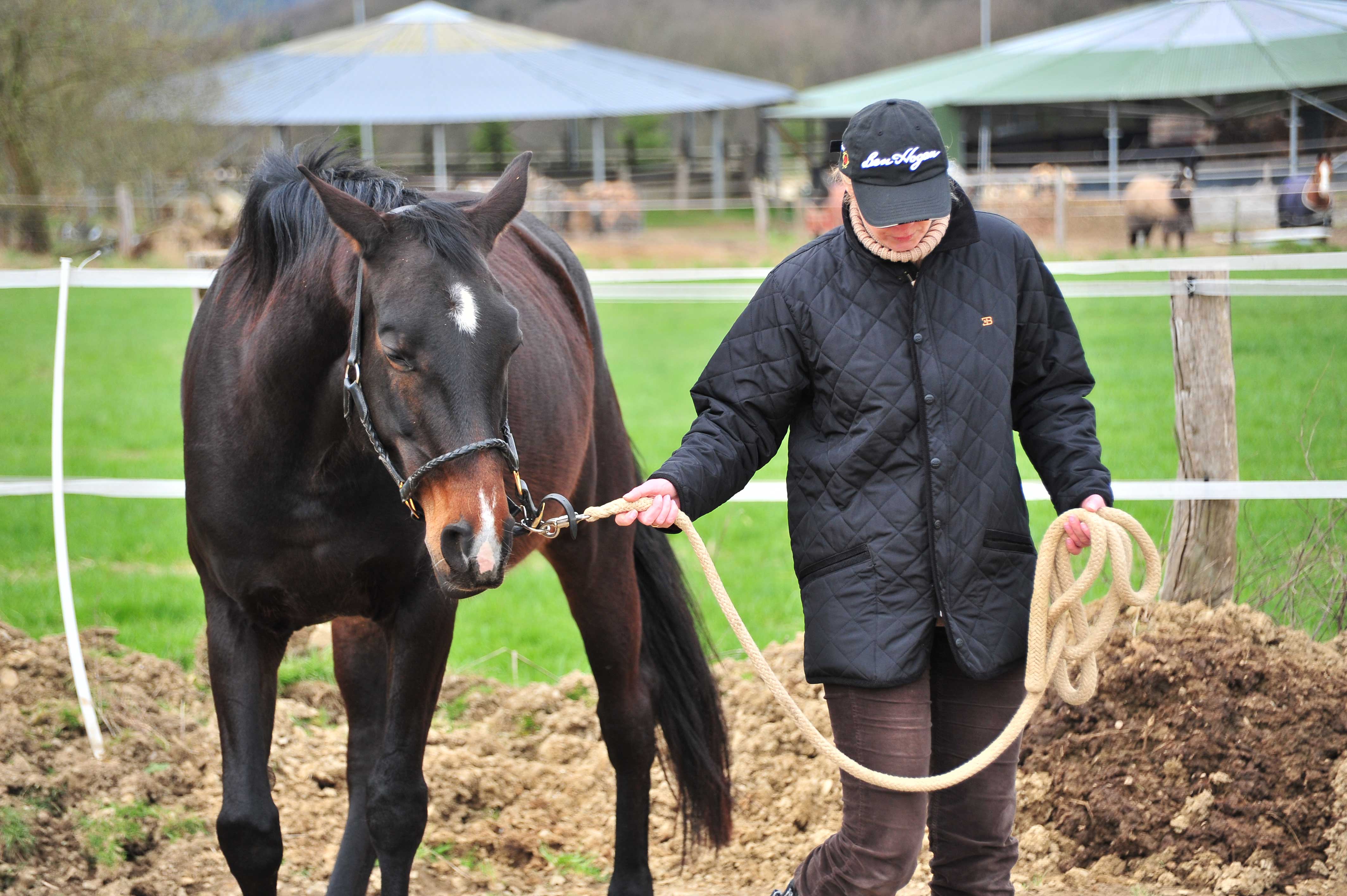 Horse Groom bei der Arbeit
