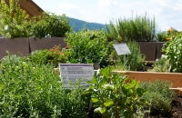 Kräutergarten 