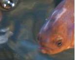 Da freuen sich nicht nur Ihre Fische! Die rein biologische Teichpflege von Hotrega sorgt in ihrem...
