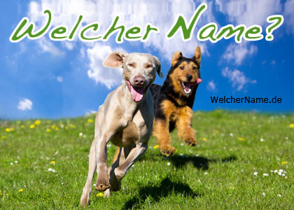 Den Hundenamen Cando trägt der Schäferhund von Jupp Heynckes Den Hundenamen Cando trägt der Schäferhund von Jupp Heynckes