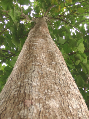 Nur knapp 20 Jahre braucht ein Teakbaum, bis er erntereif ist. Bild: Life Forestry Nur knapp 20 Jahre braucht ein Teakbaum, bis er erntereif ist. Bild: Life Forestry