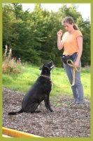 Training mit Hund Training mit Hund