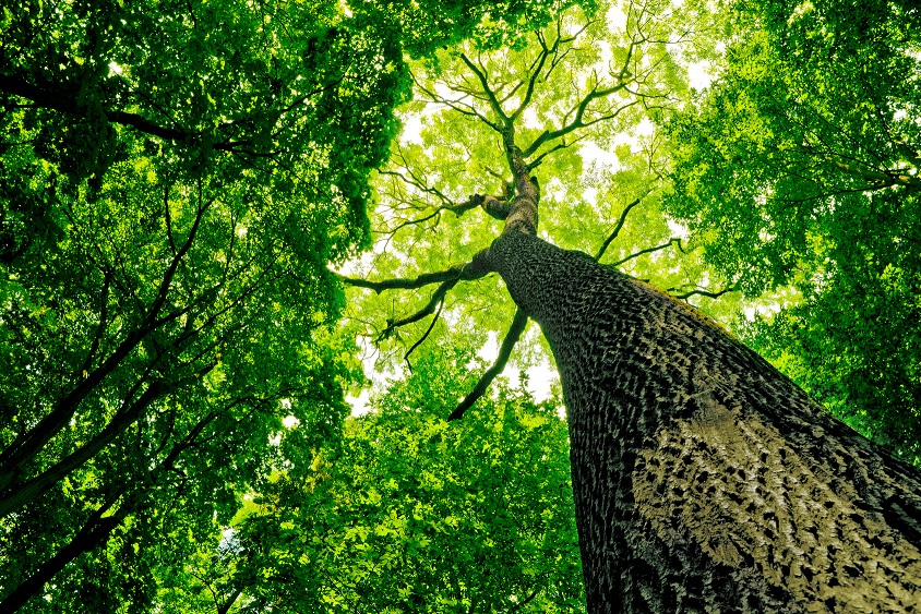 Grünspar pflanzt einen Baum für jeden Einkauf Grünspar pflanzt einen Baum für jeden Einkauf