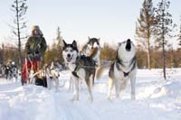 Huskysafari in Lappland Huskysafari in Lappland