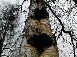 Chagapilz an einer Birke