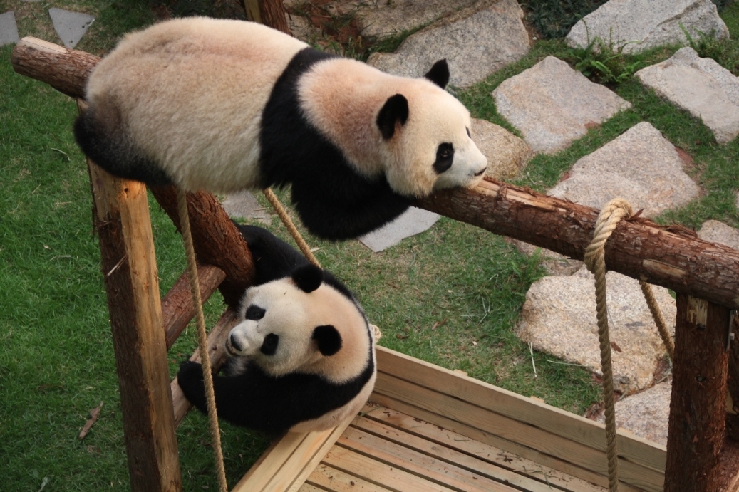 Echte Pandabären in Macau Echte Pandabären in Macau