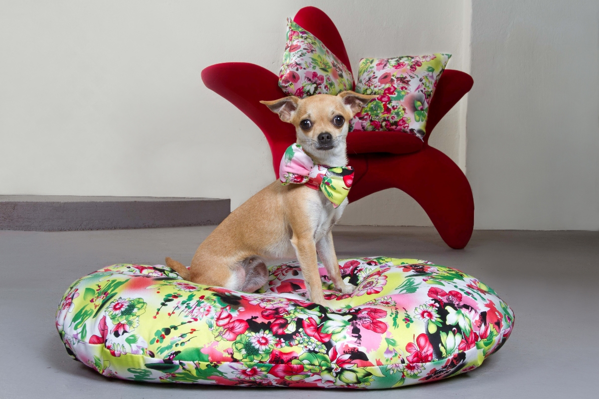 Stylische Hundekissen, Hundeschleife und Sofakissen