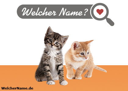 Katzennamen für die neuen Katzenbabys Katzennamen für die neuen Katzenbabys