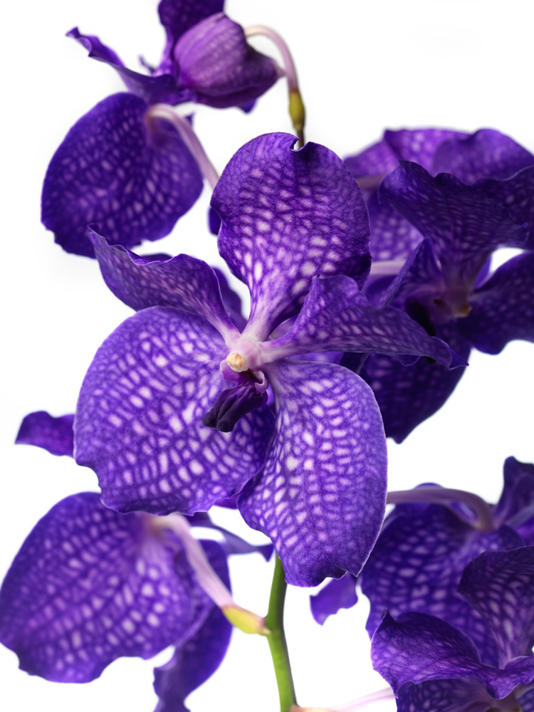 VANDA - das Juwel unter den Orchideen