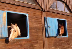 Urlaub mit dem eigenen Pferd: Die rechtliche Sicht Urlaub mit dem eigenen Pferd: Die rechtliche Sicht