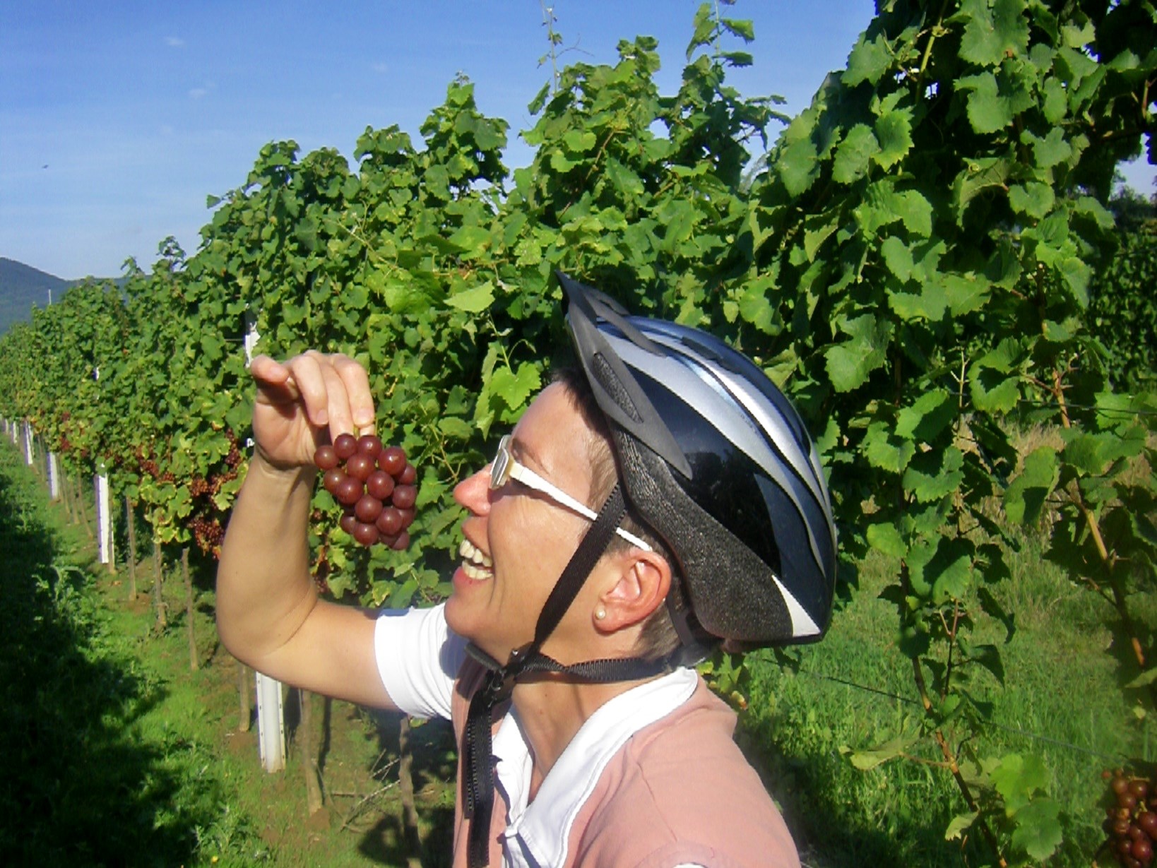 Weinlese bei Radtouren  mit Pedelecs genießen