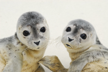 Sind jetzt Patenkinder der HIT GmbH: die beiden Robben aus der Seehundstation Norddeich. Sind jetzt Patenkinder der HIT GmbH: die beiden Robben aus der Seehundstation Norddeich.