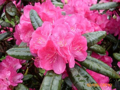 Eine neue und farbenprächtige INKARHO-Rhododendron-Sorte Eine neue und farbenprächtige INKARHO-Rhododendron-Sorte