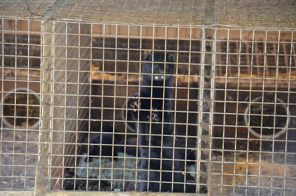 Deutsches Tierschutzbüro erstattet Anzeige gegen Nerzfarm in Borken, NRW