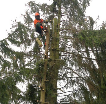 Baumfällung in Velbert Baumfällung in Velbert