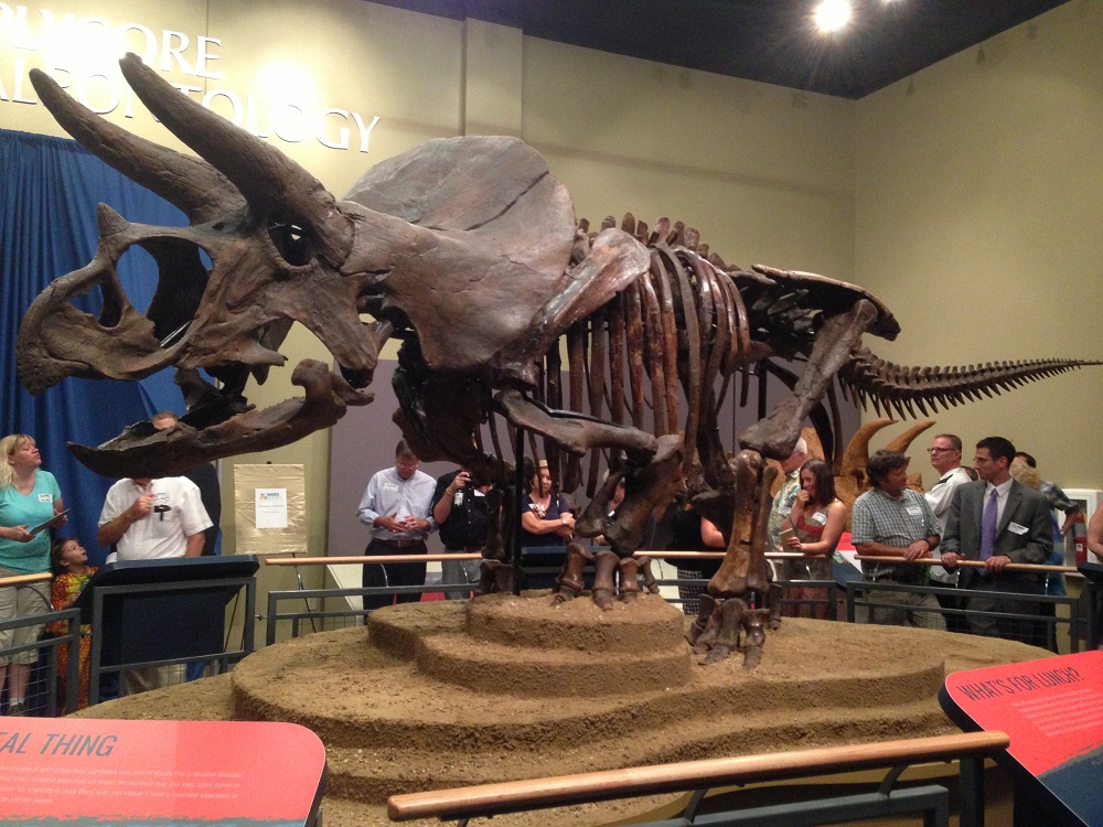 Triceratops Homer im Burpee Museum in Rockford. Triceratops Homer im Burpee Museum in Rockford.