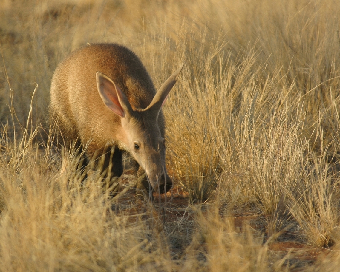 Erdferkel - Tswalu Kalahari Private Game Reserve