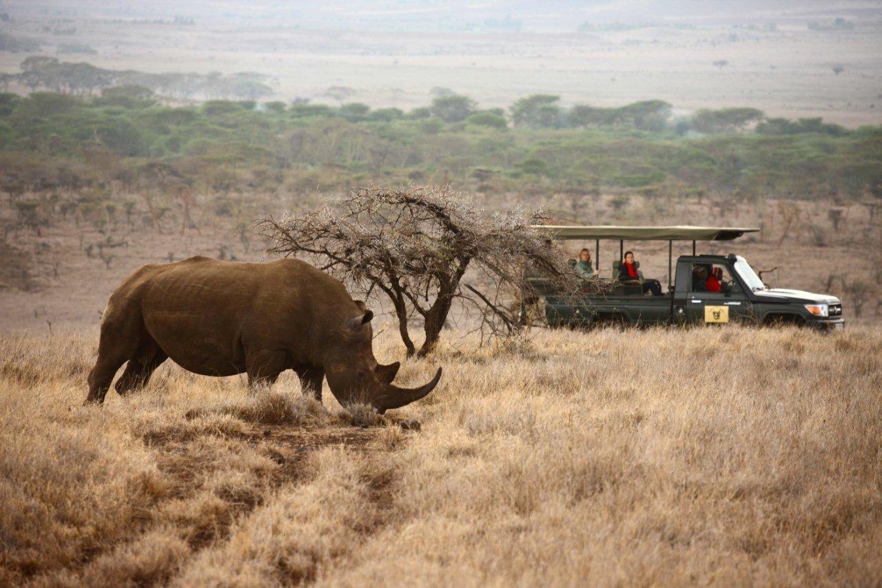 Vom Lewa Safari Camp aus spüren die Gäste im Lewa Privatreservat den seltenen Nashörnern nach. Vom Lewa Safari Camp aus spüren die Gäste im Lewa Privatreservat den seltenen Nashörnern nach.