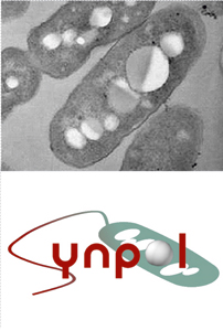 Foto von PHA-Körnchen akkumulierenden Bakterien (oben) und Logo des SYNPOL Projekts (unten).