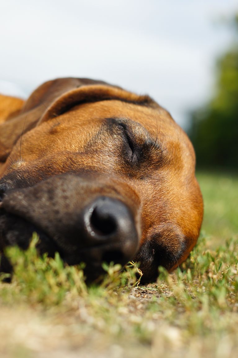 Auch Haustiere brauchen während der Hundstage Ruhe Auch Haustiere brauchen während der Hundstage Ruhe