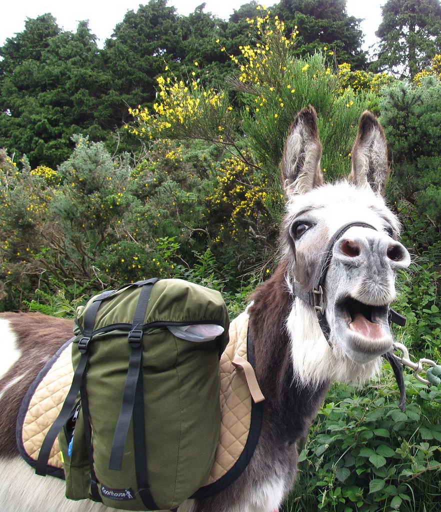 Wandern mit einem Esel Wandern mit einem Esel