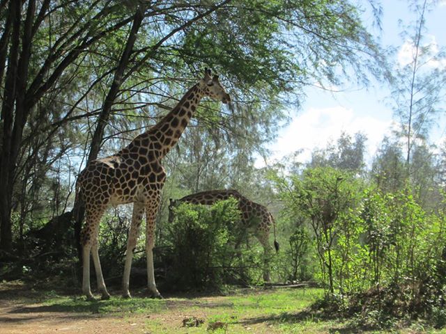 Eindrücke in Kenia Eindrücke in Kenia