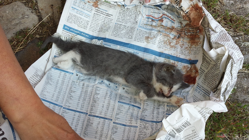 Deutsches Tierschutzbüro e.V. informiert: Tötung von ungewollten Katzenwelpen ist eine Straftat