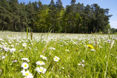 Wildblumen-Rollwiese von Schwab Wildblumen-Rollwiese von Schwab