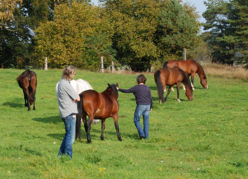 Horsemanship auf der Weide Horsemanship auf der Weide