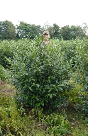 Prunus Kirschlorbeer kann von Mitte September bis Mitte April gepflanzt werden