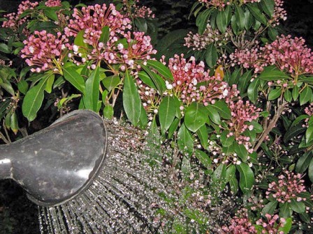 Gartenbewässerung richtig gemacht
