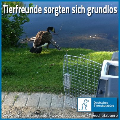 Besucher des Gütersloher Stadtparks sorgen sich grundlos um vermeintlich verletze Gans Besucher des Gütersloher Stadtparks sorgen sich grundlos um vermeintlich verletze Gans