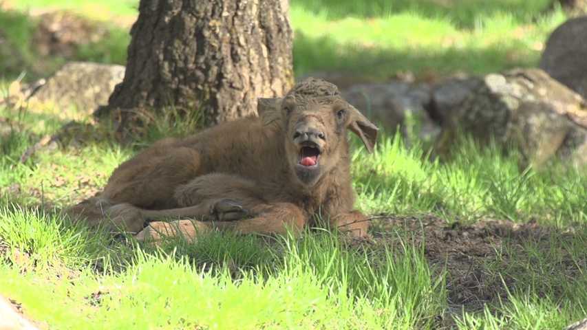 (c) Jens Klingebiel www.wildlife-stockfootage.de (c) Jens Klingebiel www.wildlife-stockfootage.de