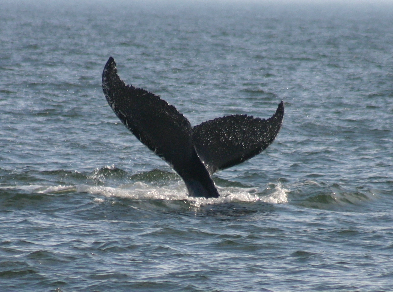 Schwanzflosse eines Wales vor der Küste von Virginia Beach. Schwanzflosse eines Wales vor der Küste von Virginia Beach.