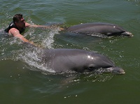 Delfine einmal hautnah erleben – In Florida ist´s möglich Delfine einmal hautnah erleben – In Florida ist´s möglich