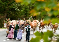 Almabtrieb in Altenmarkt-Zauchensee (c) Altenmarkt-Zauchensee (Österreichs Wanderdörfer)