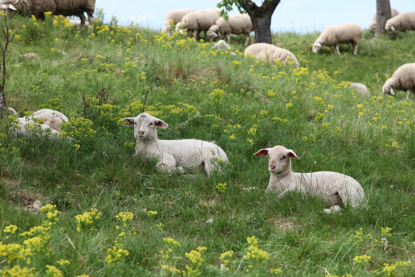 Beweidung einer Wetterauer Hutung Beweidung einer Wetterauer Hutung