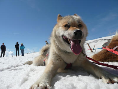 Gstaad: Husky-Power auf dem Glacier 3000 Gstaad: Husky-Power auf dem Glacier 3000