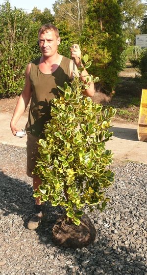 Stechpalme Ilex Golden King – toller Sichtschutz auch im Winter Stechpalme Ilex Golden King – toller Sichtschutz auch im Winter
