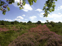 Naturparadies Cuxhavener Küstenheide / Foto: Kamp Hotels (woebber.de)