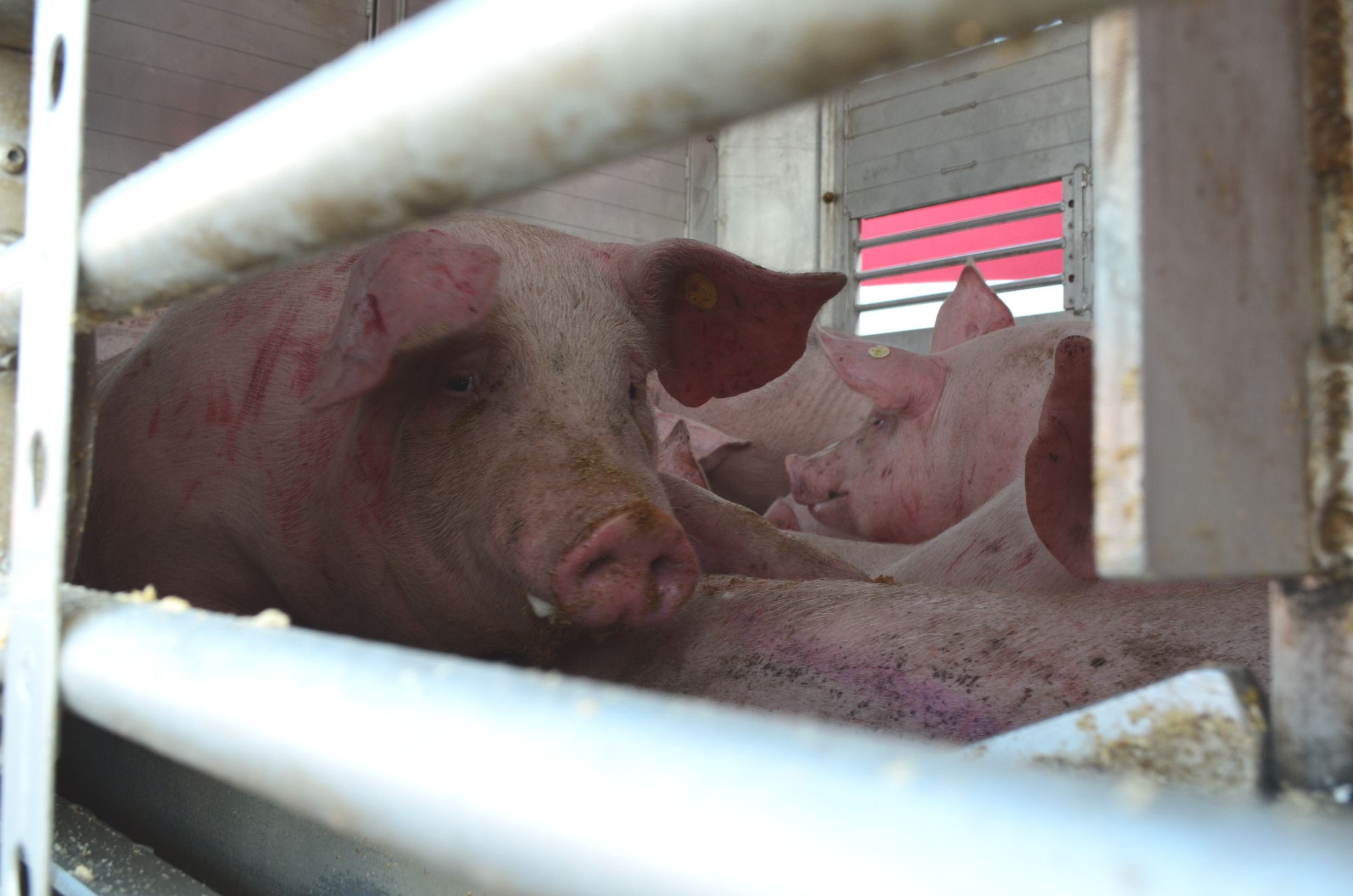 Noch Horrorcrash? Deutsches Tierschutzbüro kritisiert Agrarindustrie