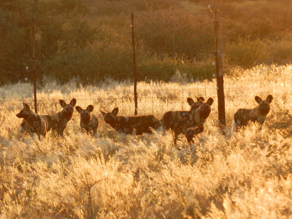 Wildhunde Tswalu Wildhunde Tswalu