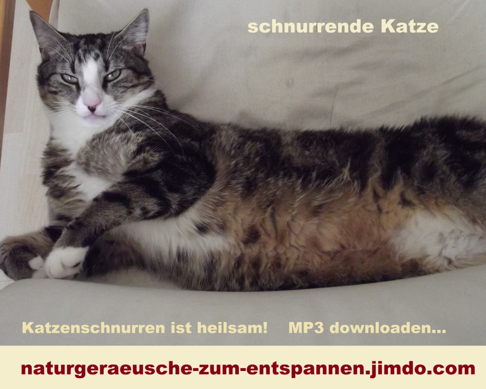 schnurrender Kater schnurrender Kater